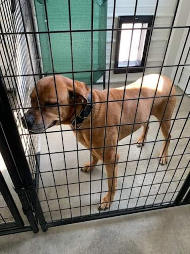 A brown dog standing inside of a cage