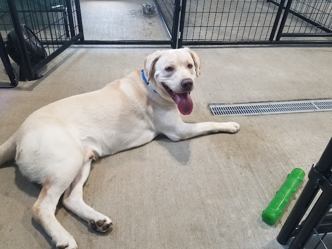 A large white dog laying on the floor in a cage