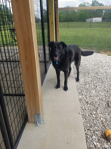 A large black dog standing next to a fence