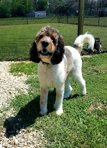 A dog that is standing in the grass