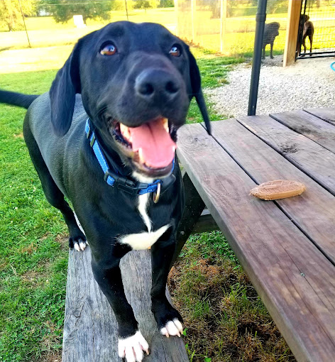 A black dog sitting on a wooden bench