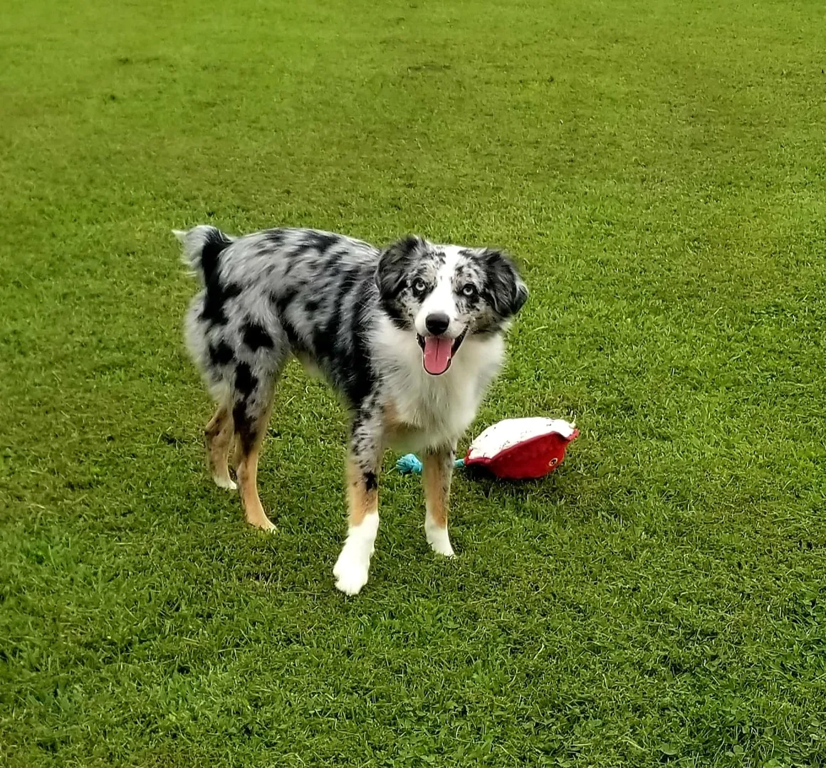 A dog standing in the grass with a frisbee