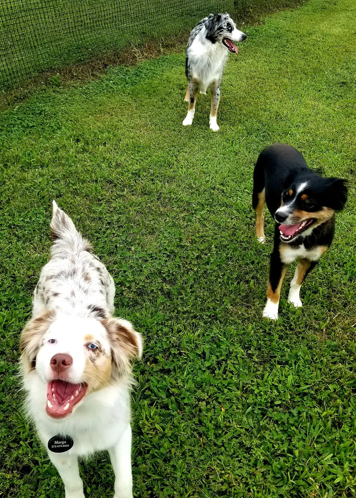 A couple of dogs standing on top of a lush green field