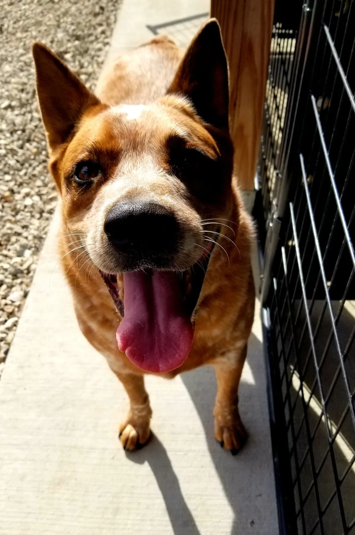 A brown dog standing next to a metal fence