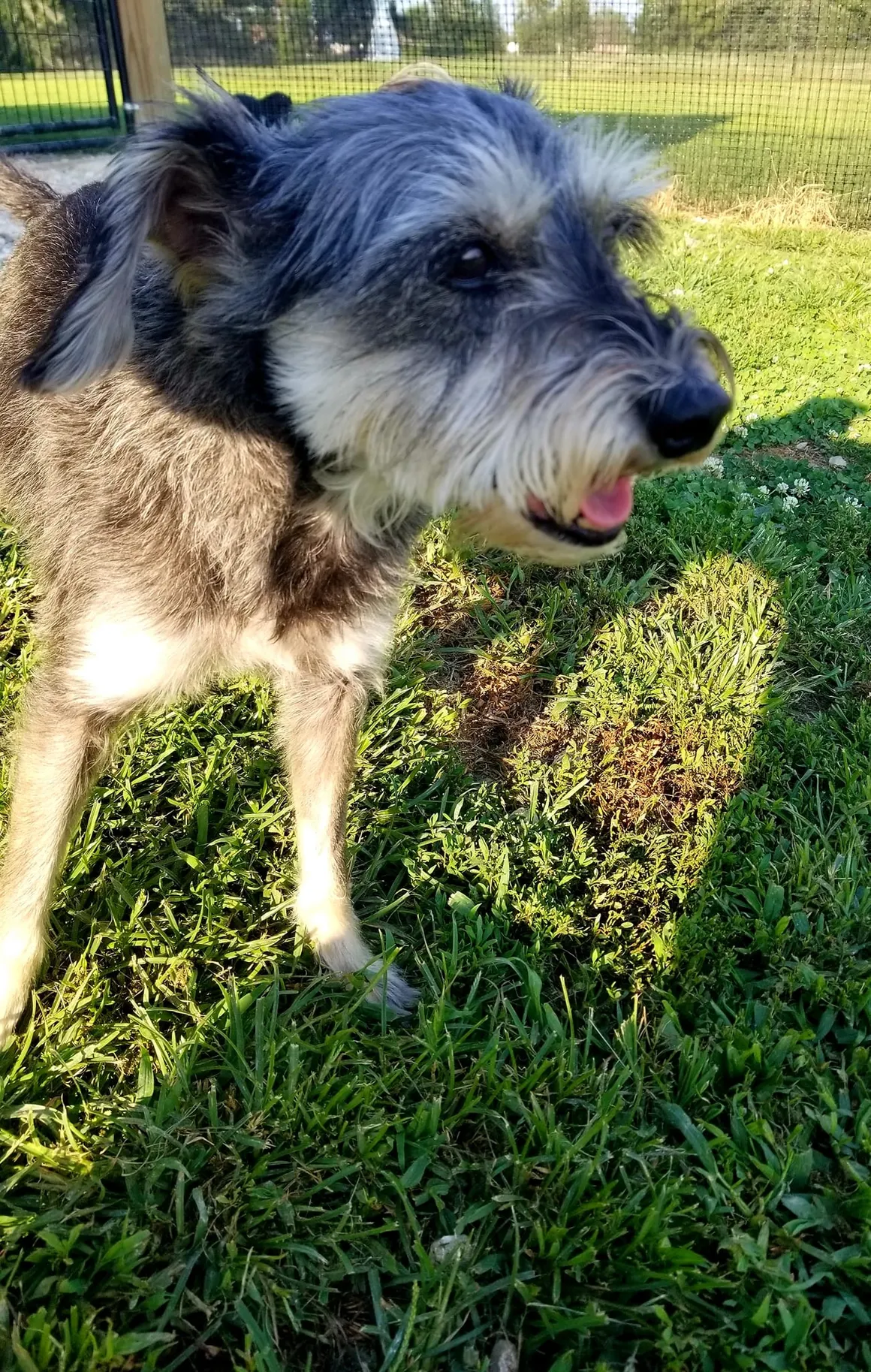 A dog standing on top of a lush green field