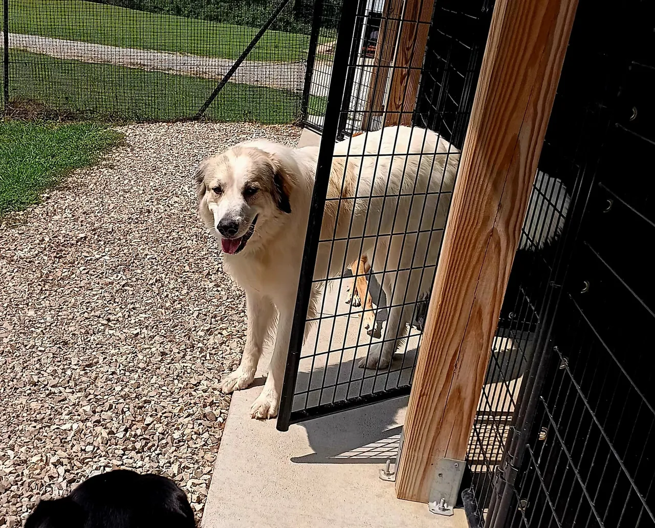 A couple of dogs standing next to each other