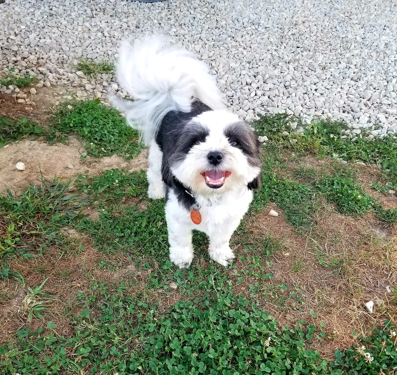 A black and white dog standing on top of a grass covered field