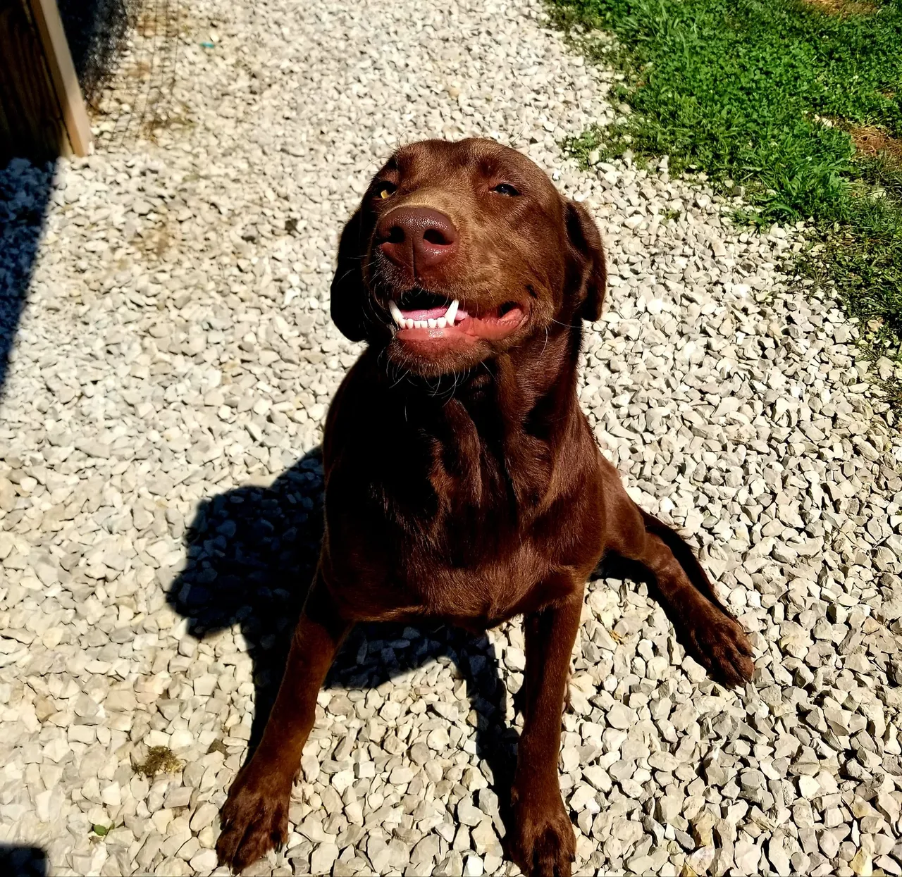 A brown dog laying on top of a gravel road