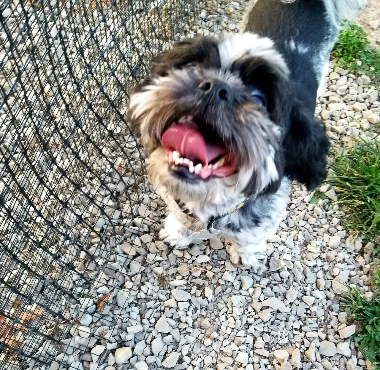 A small dog standing next to a wire fence