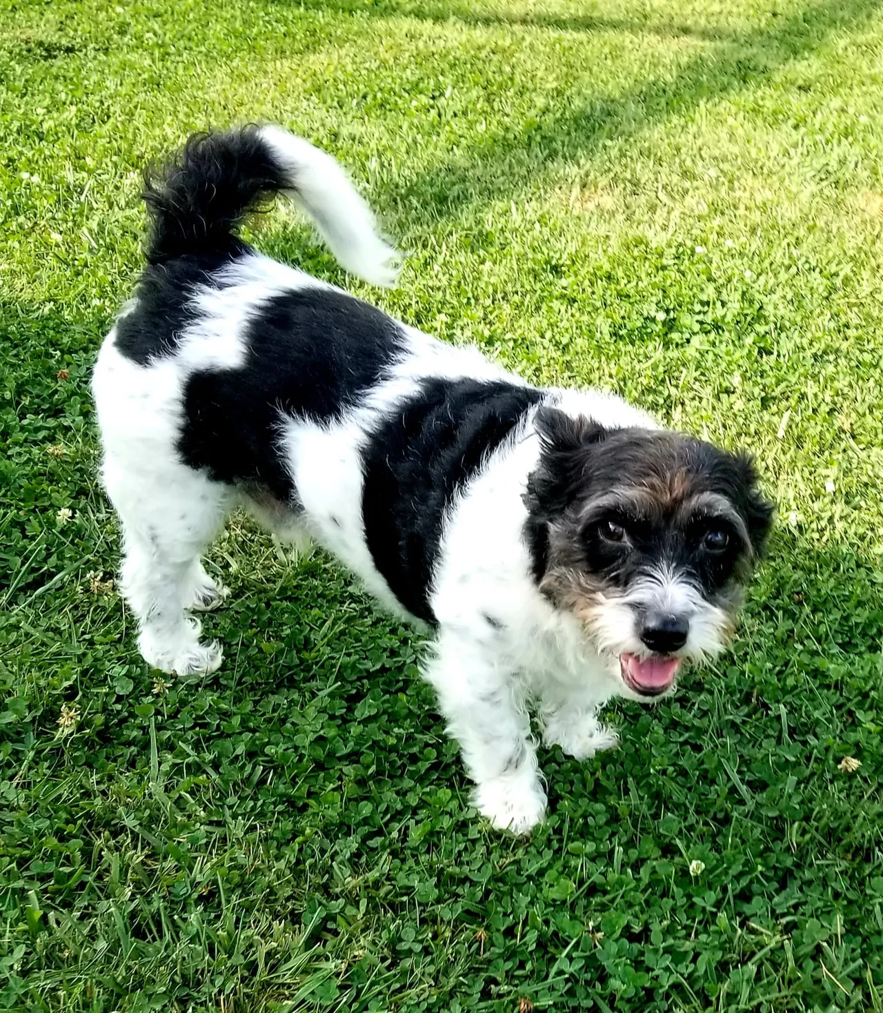 A black and white dog standing on top of a lush green field