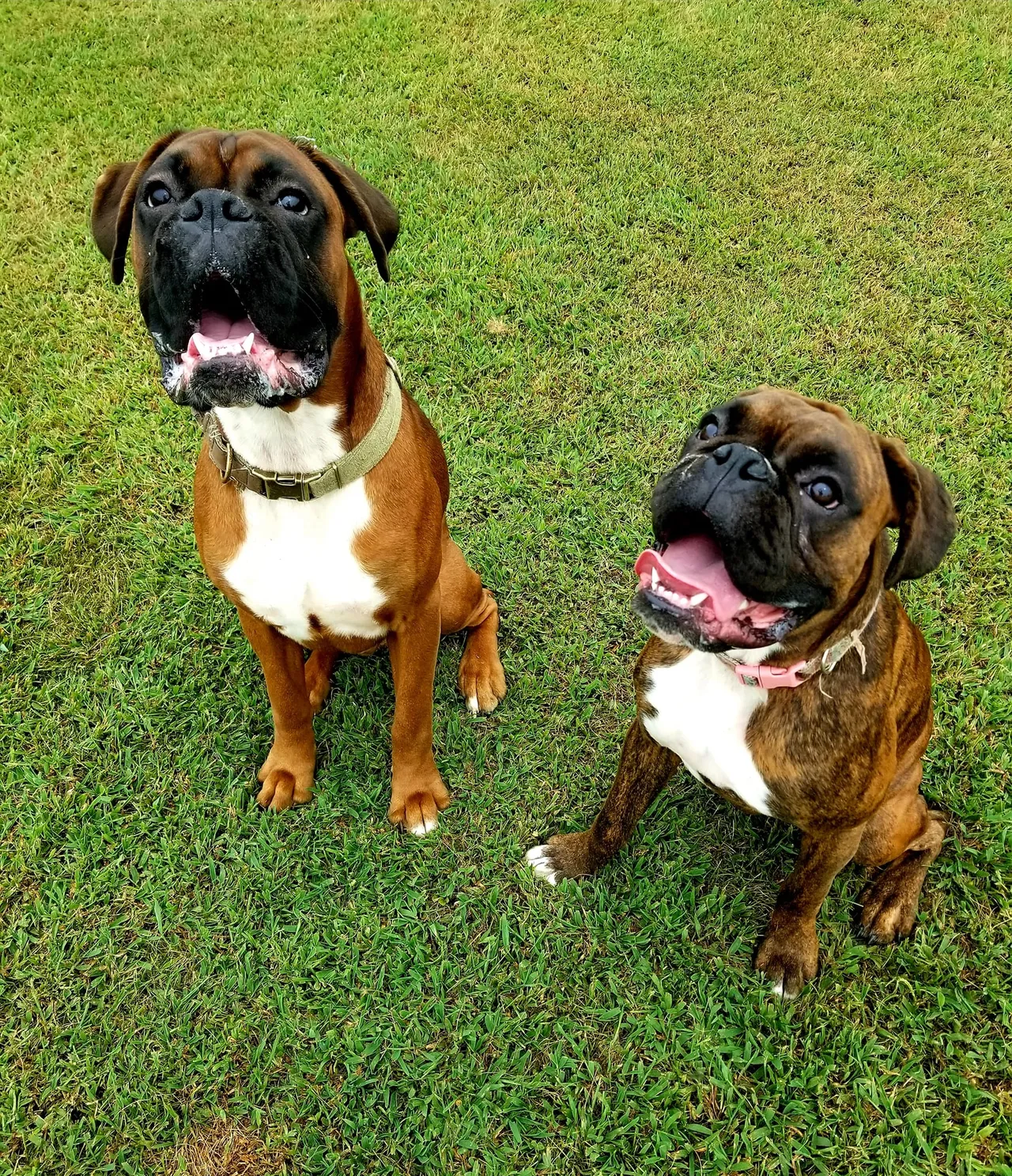 Two brown and white dogs sitting on top of a lush green field