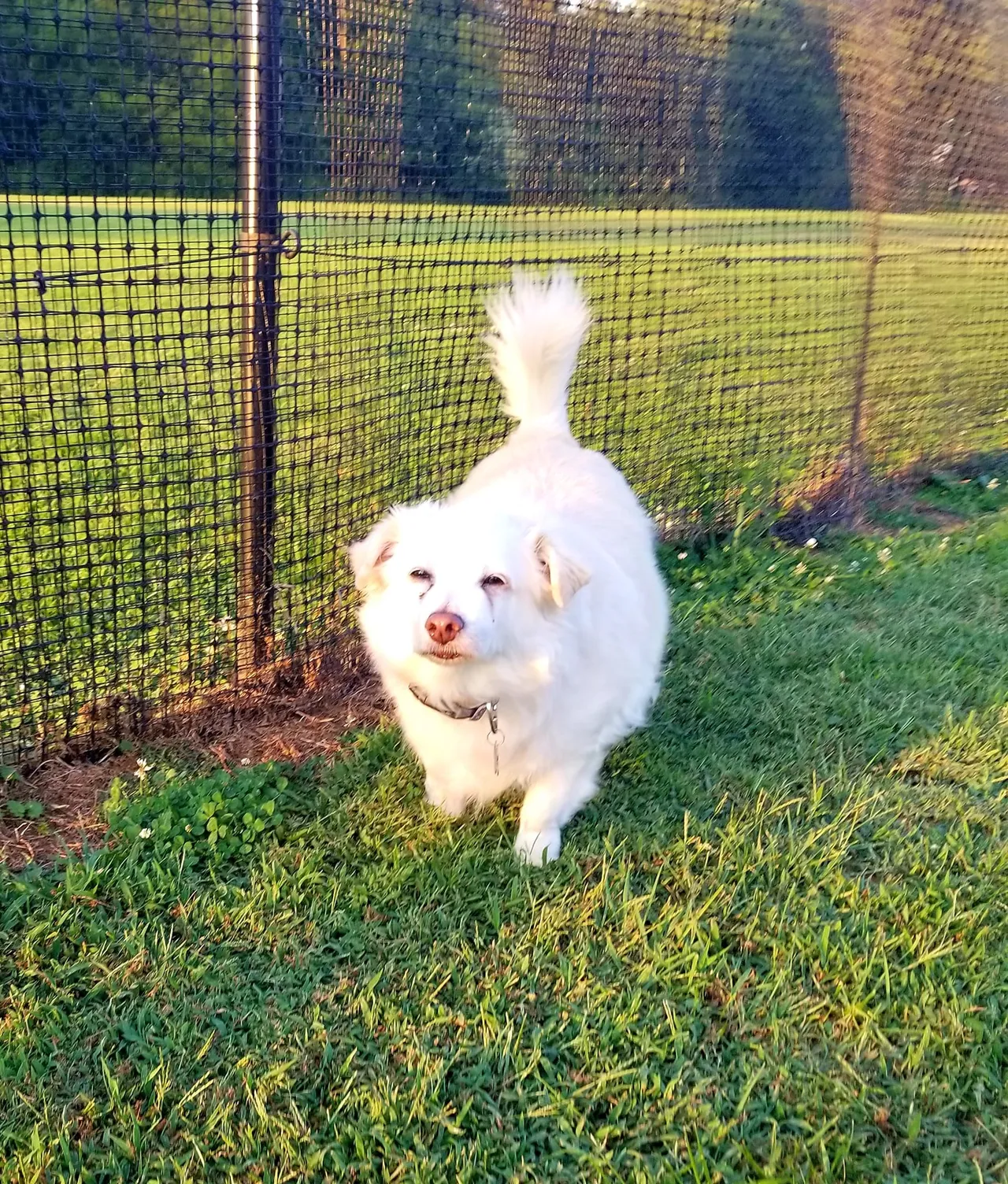 A small white dog standing next to a fence