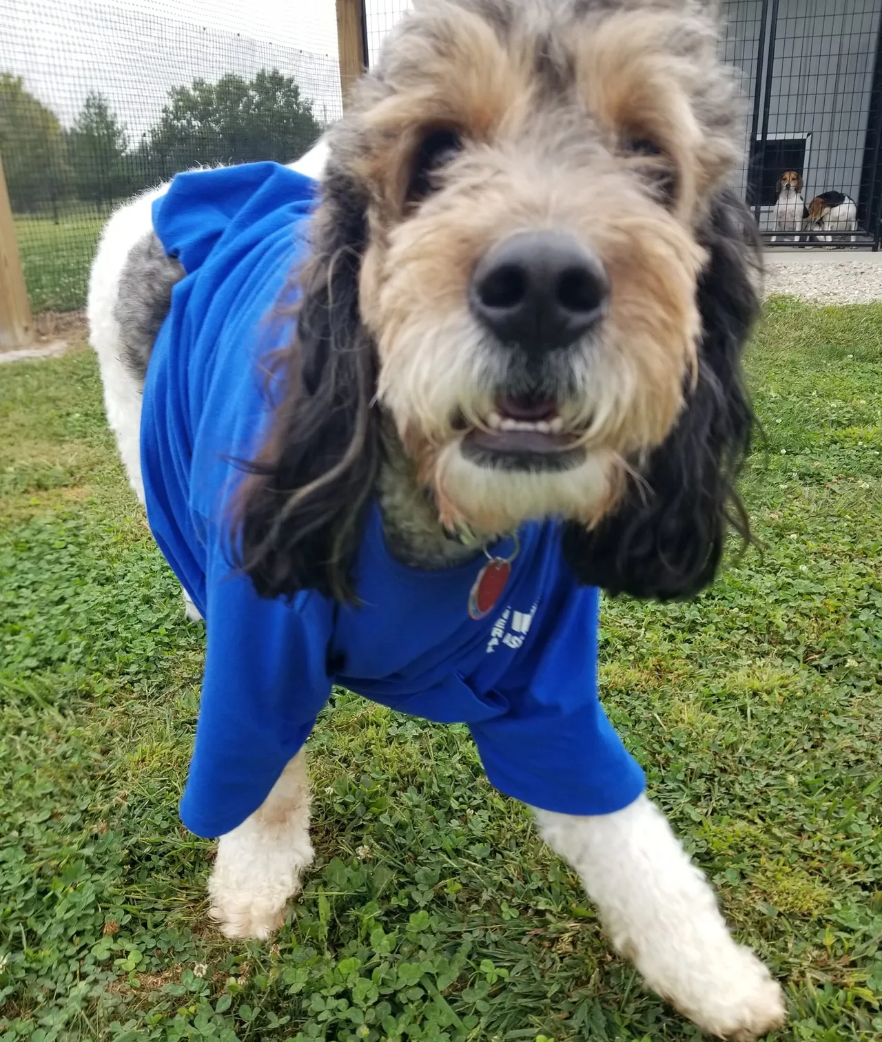 A dog wearing a blue shirt standing in the grass