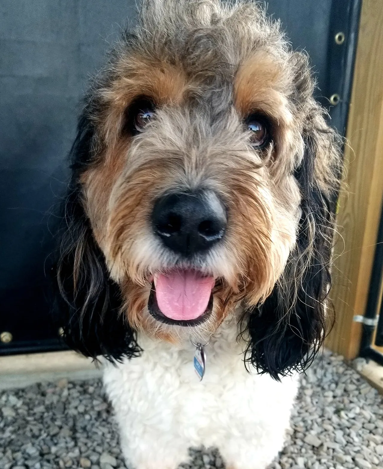 A dog is sitting on the ground looking at the camera