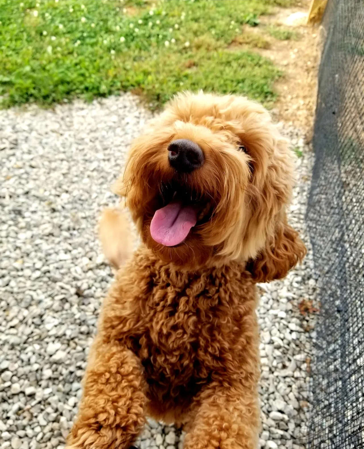 A brown dog sitting on top of a gravel field