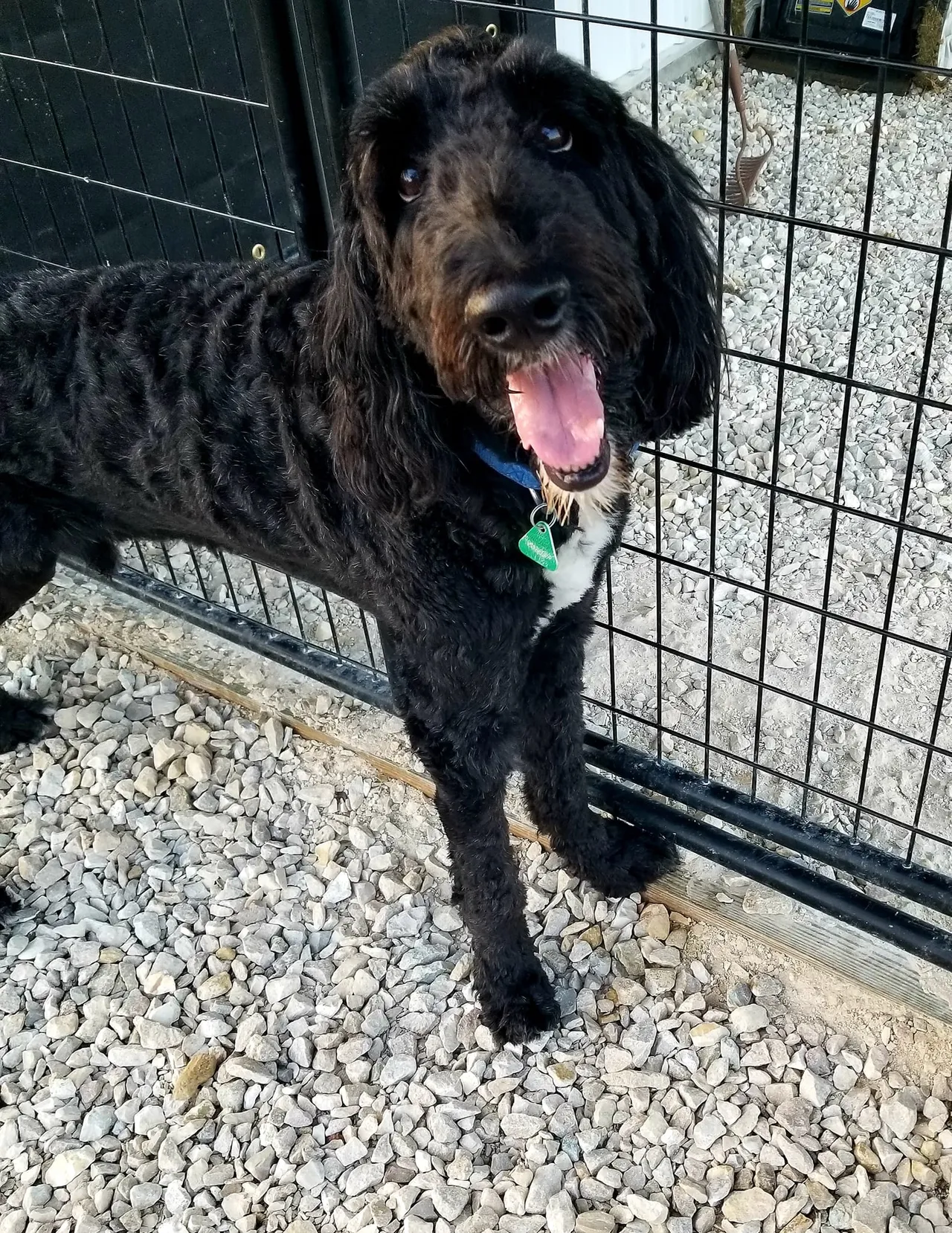 A black dog standing in front of a fence