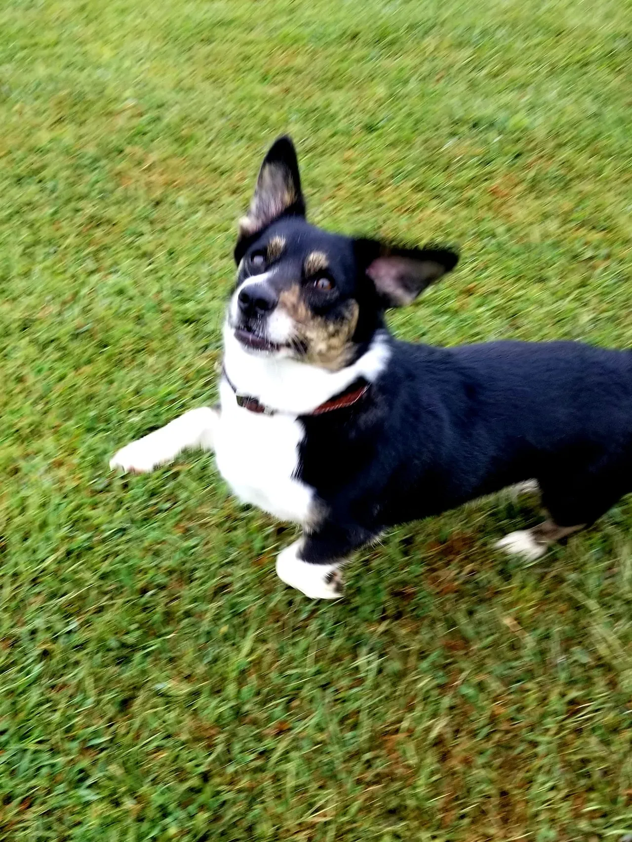 A black and white dog standing on top of a lush green field