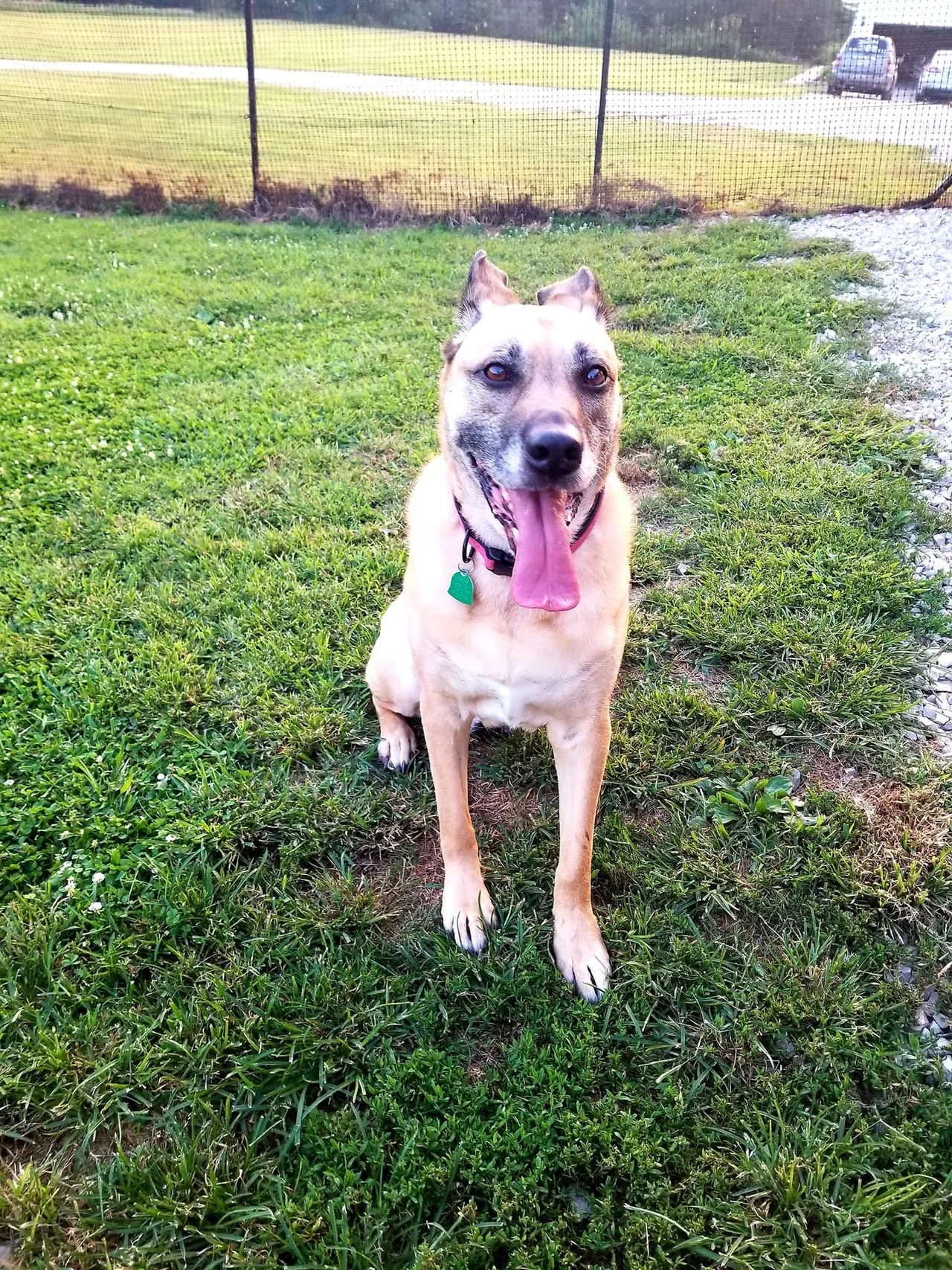 A dog sitting in the grass with its tongue out