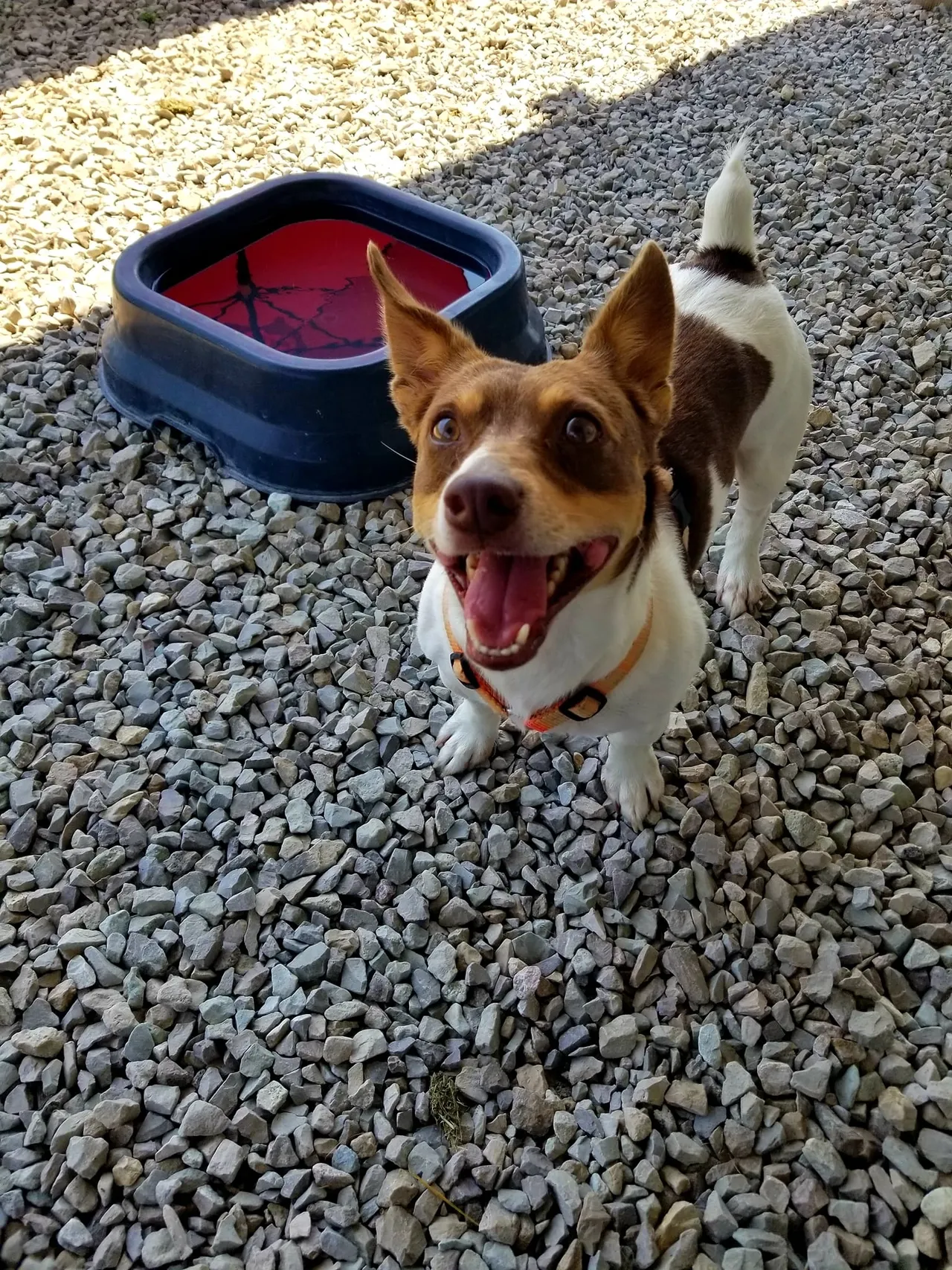 A brown and white dog standing next to a bowl of water