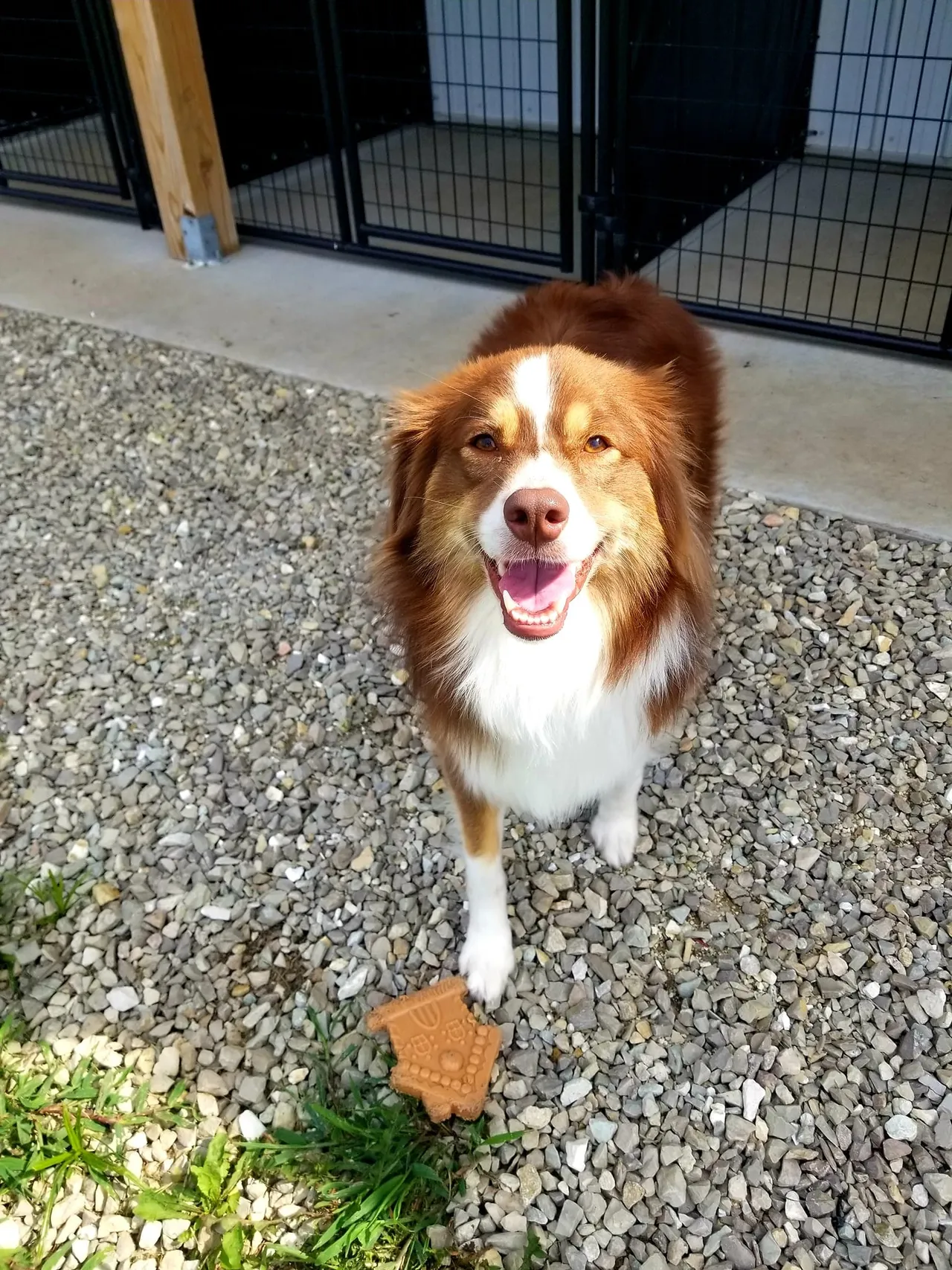 A brown and white dog standing on top of a gravel covered ground