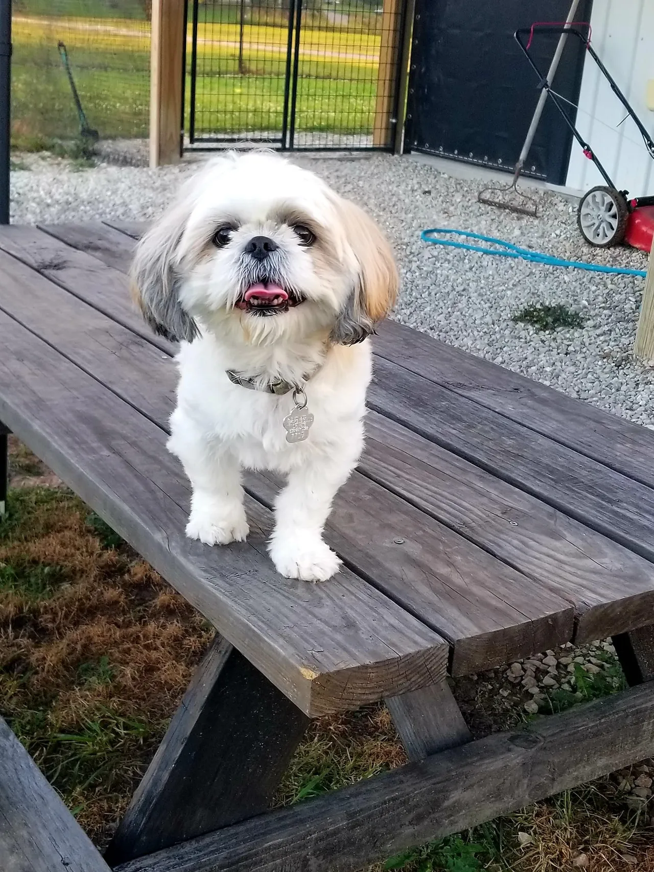 A small white dog sitting on top of a wooden bench