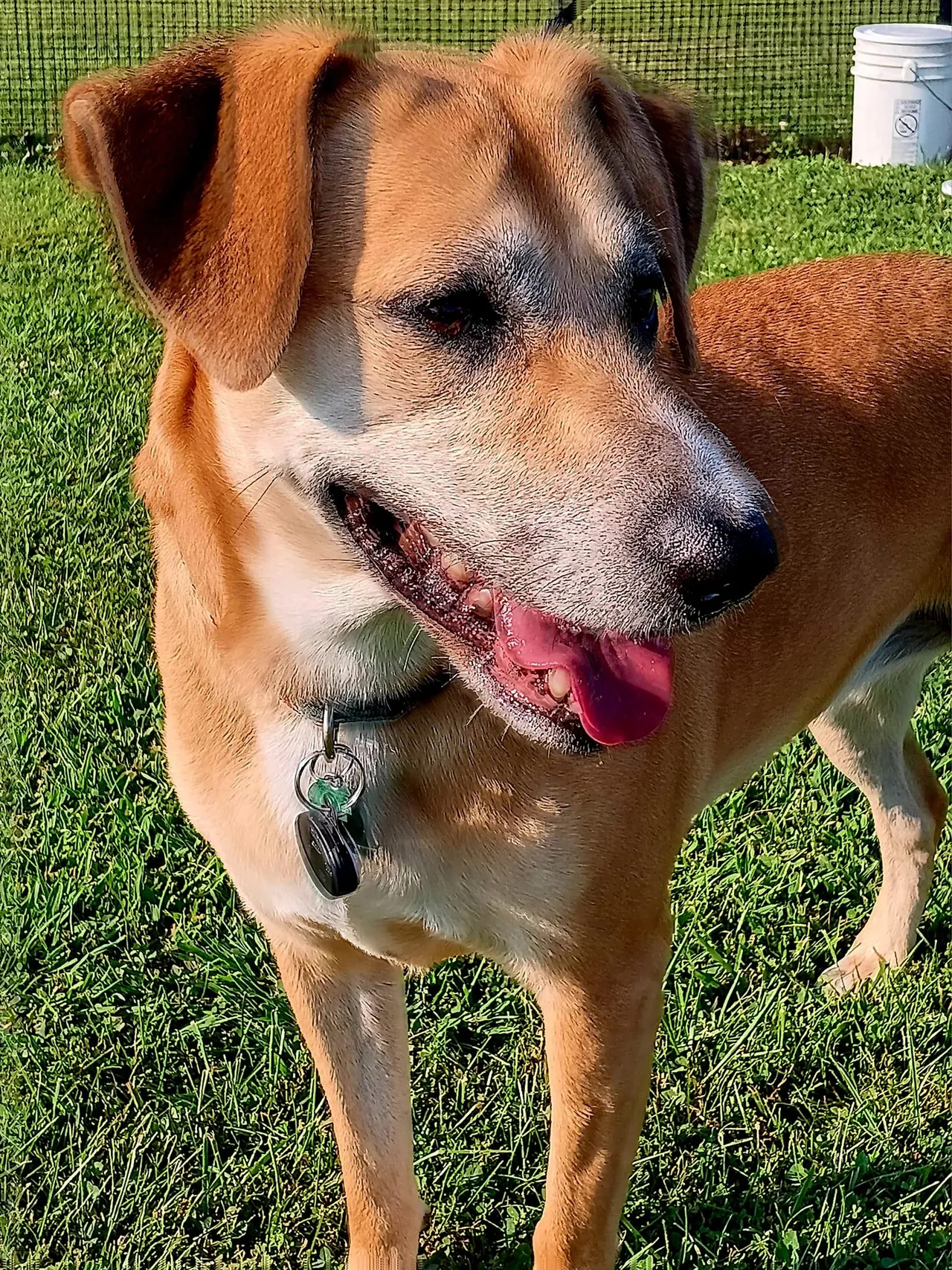 A brown dog standing on top of a lush green field