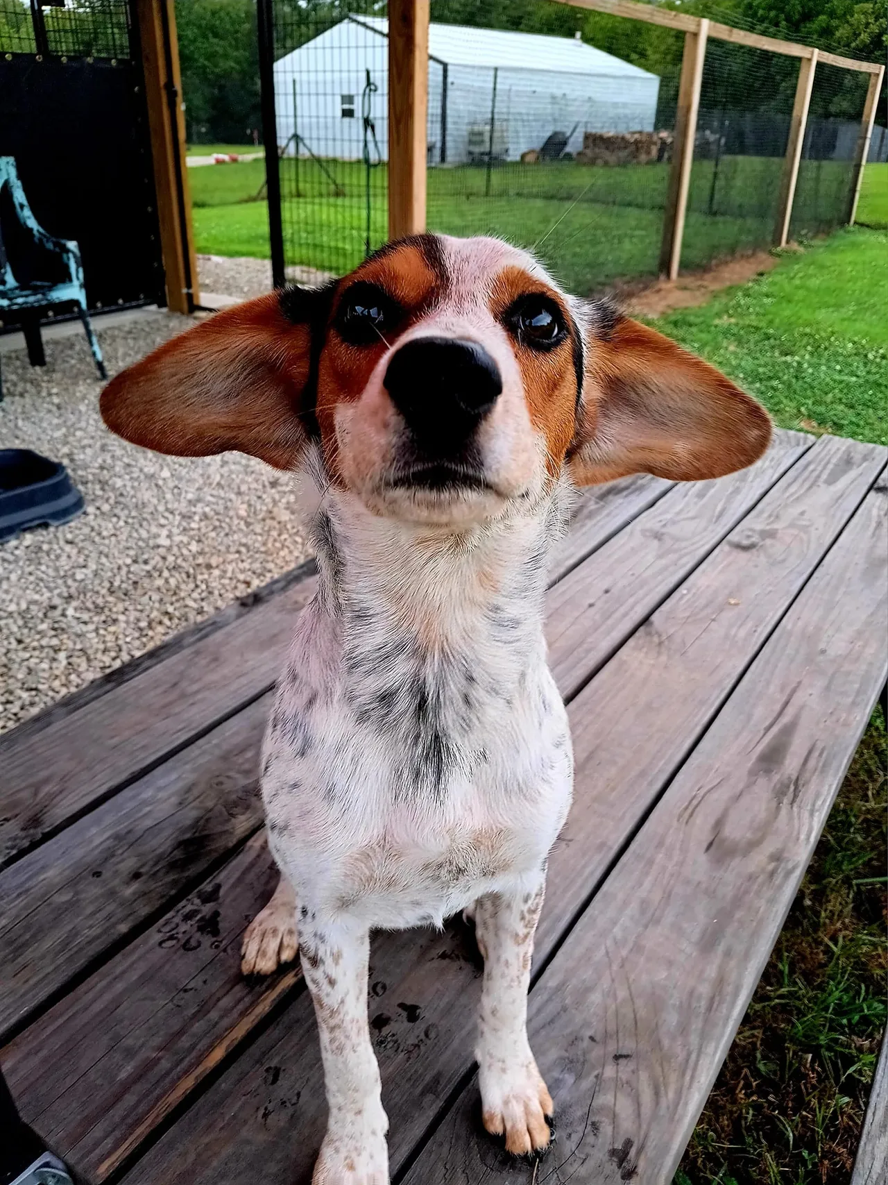 A brown and white dog sitting on top of a wooden bench