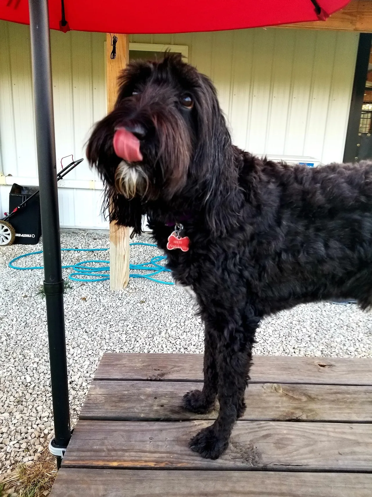 A black dog standing on top of a wooden platform