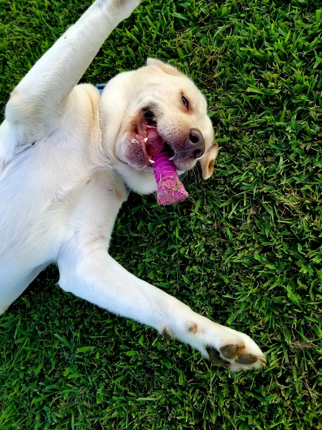 A white dog laying on top of a lush green field