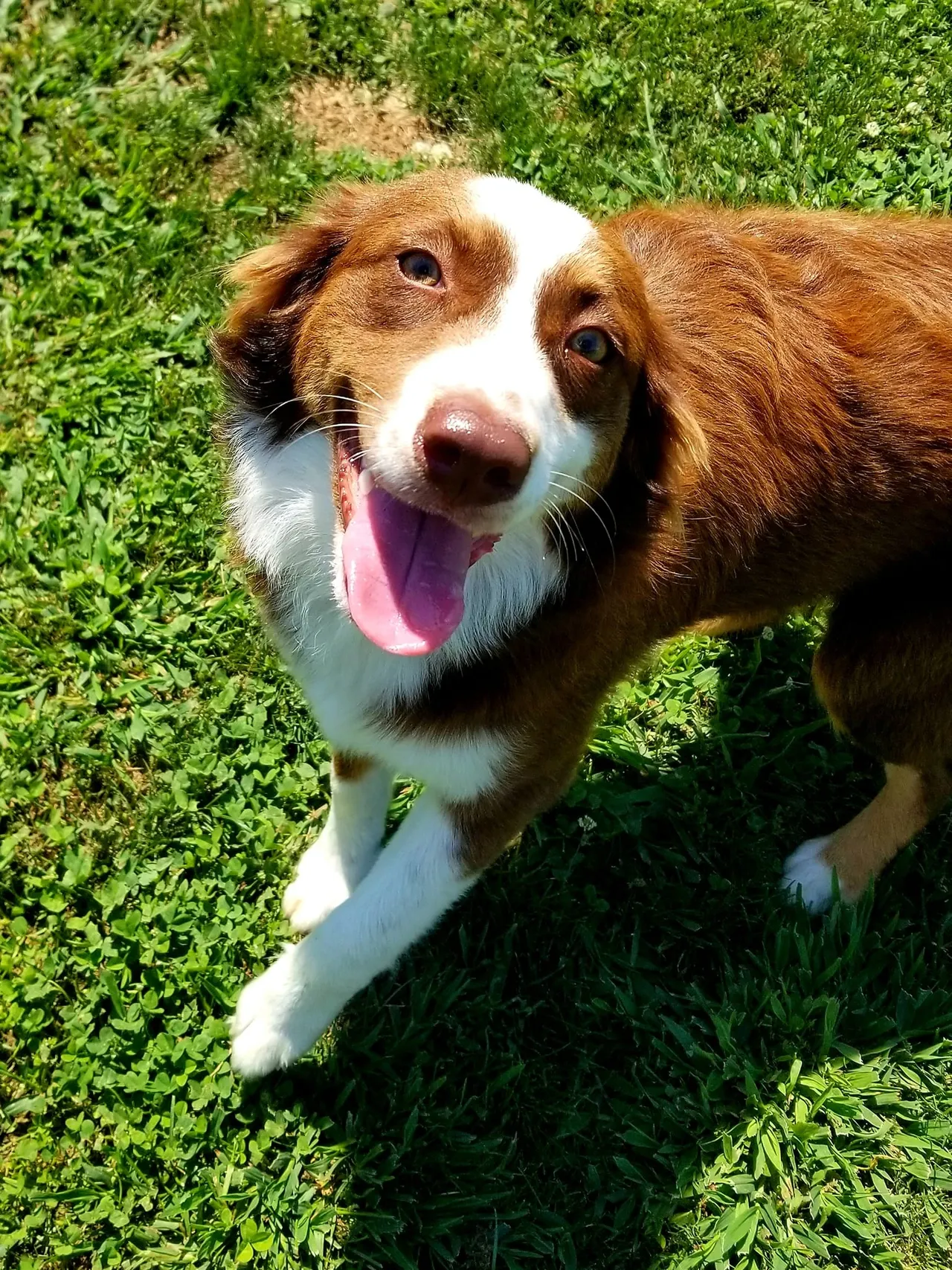 A brown and white dog standing on top of a lush green field