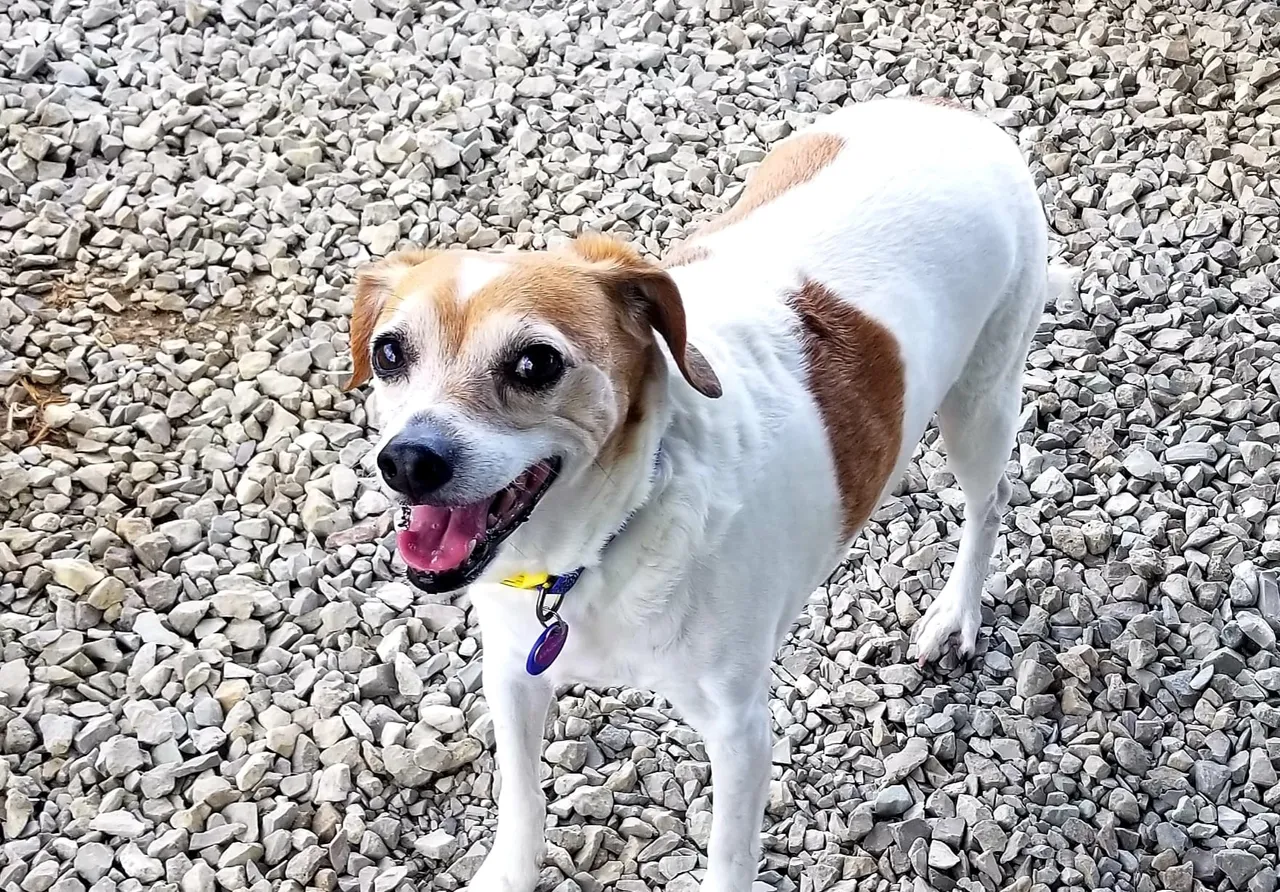 A brown and white dog standing on top of a gravel field