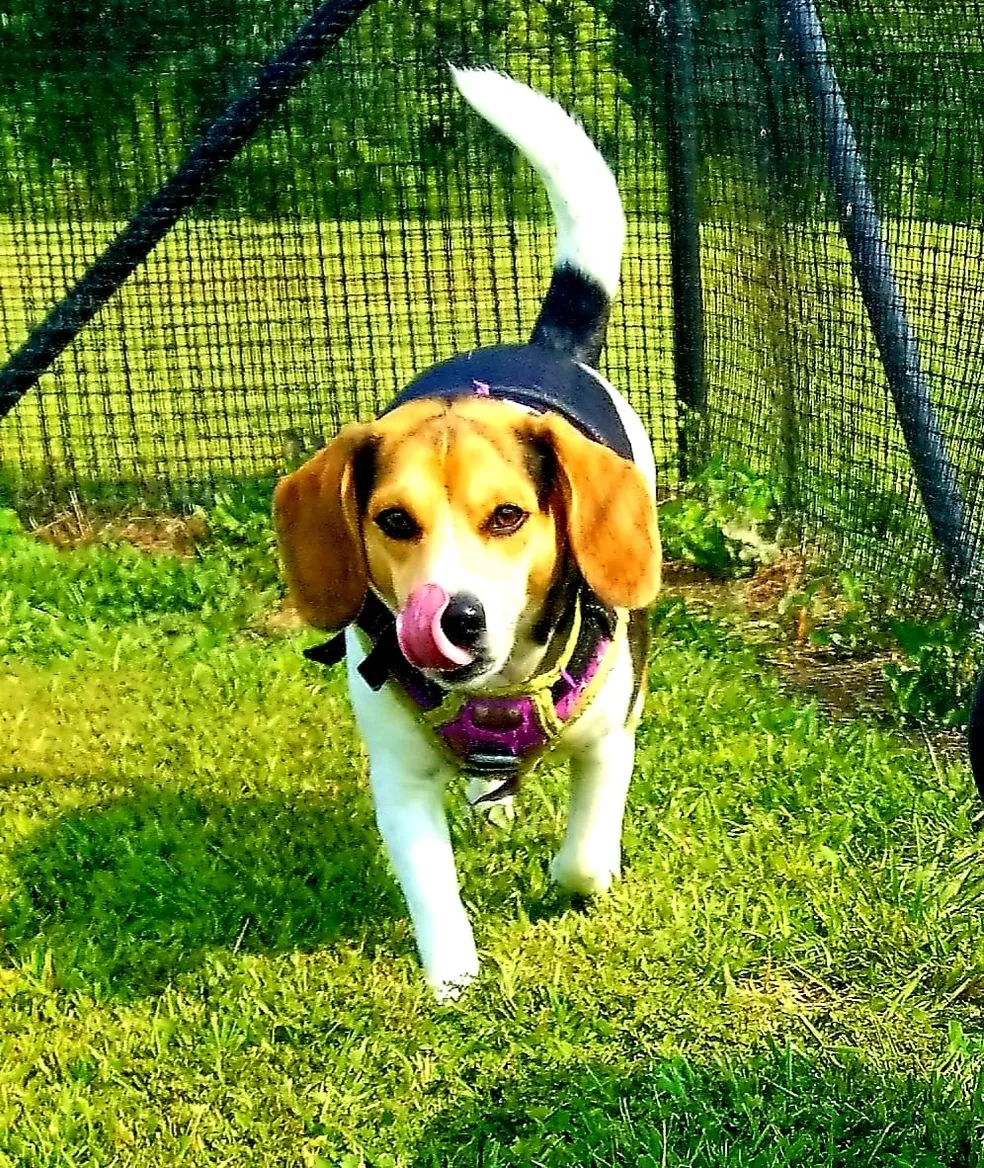 A beagle dog wearing a black vest and a pink tongue