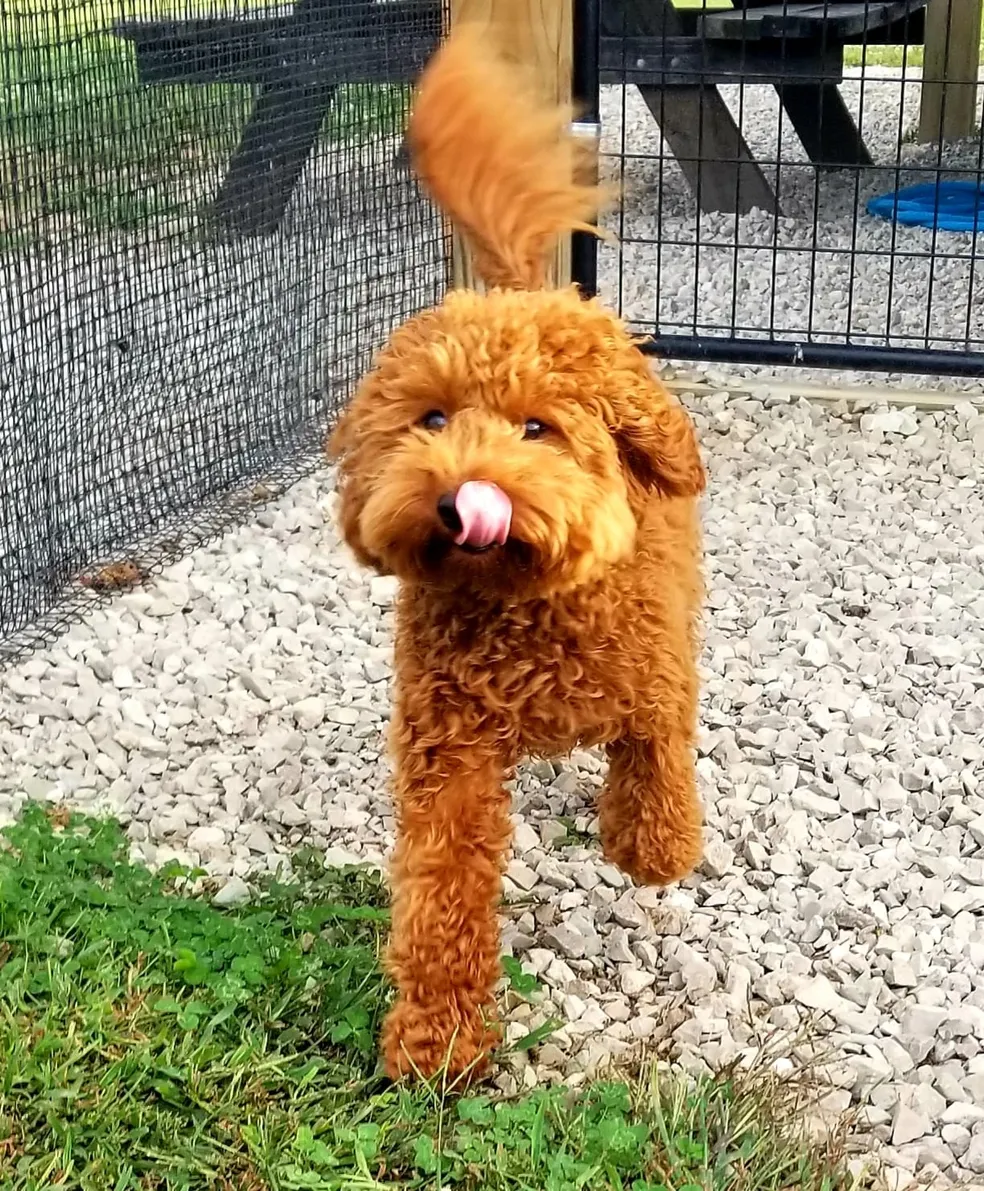 A brown dog standing on top of a grass covered field