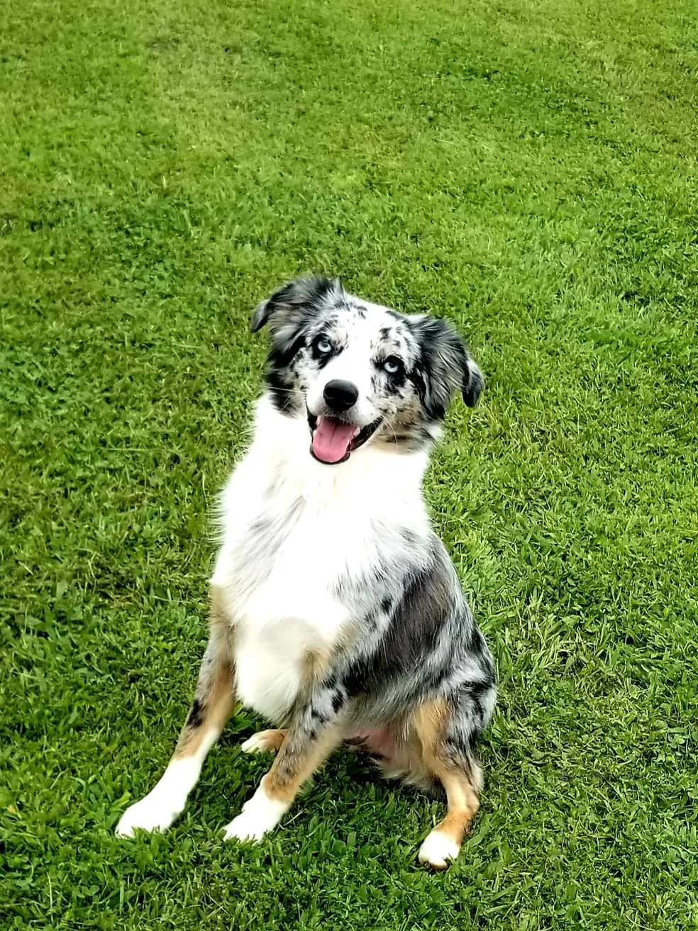 A dog sitting in the grass with its tongue out