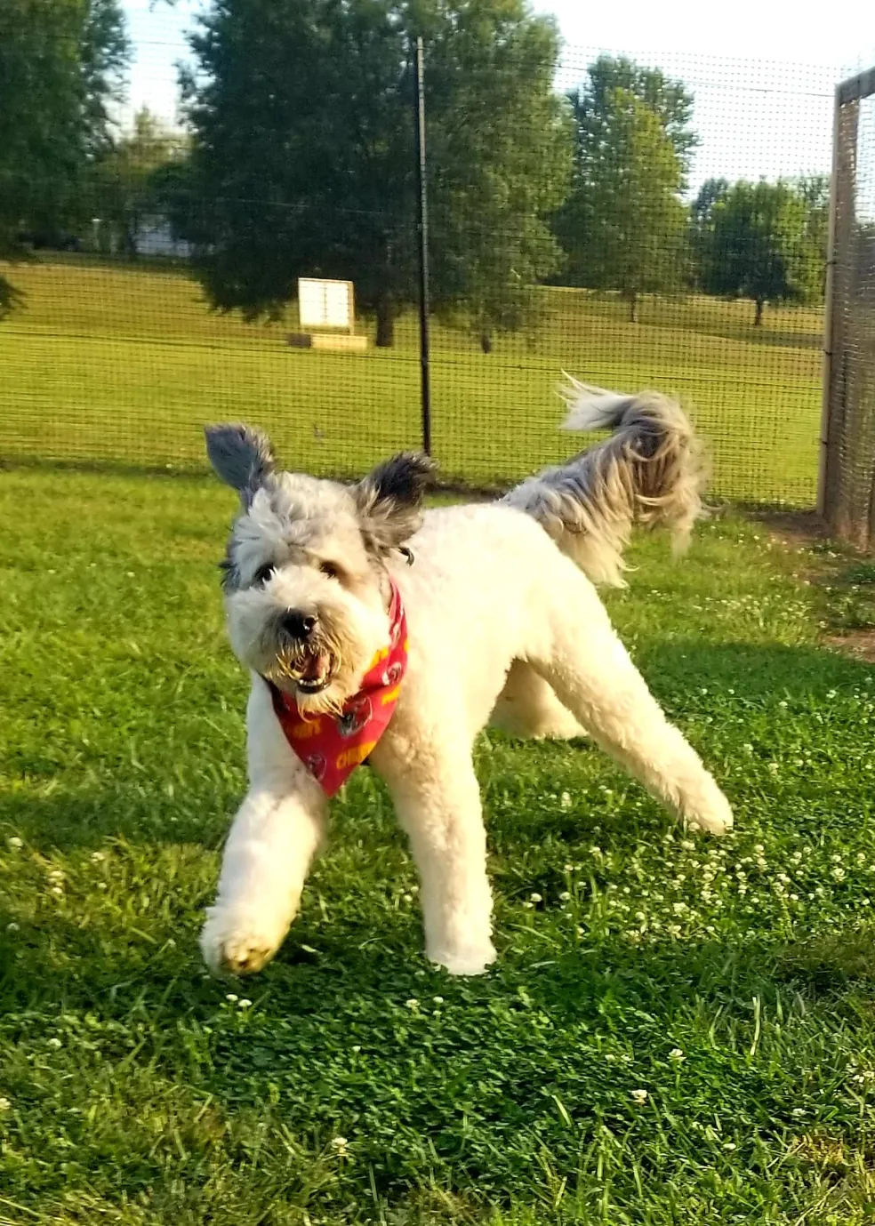 A white dog with a red bandana running in the grass