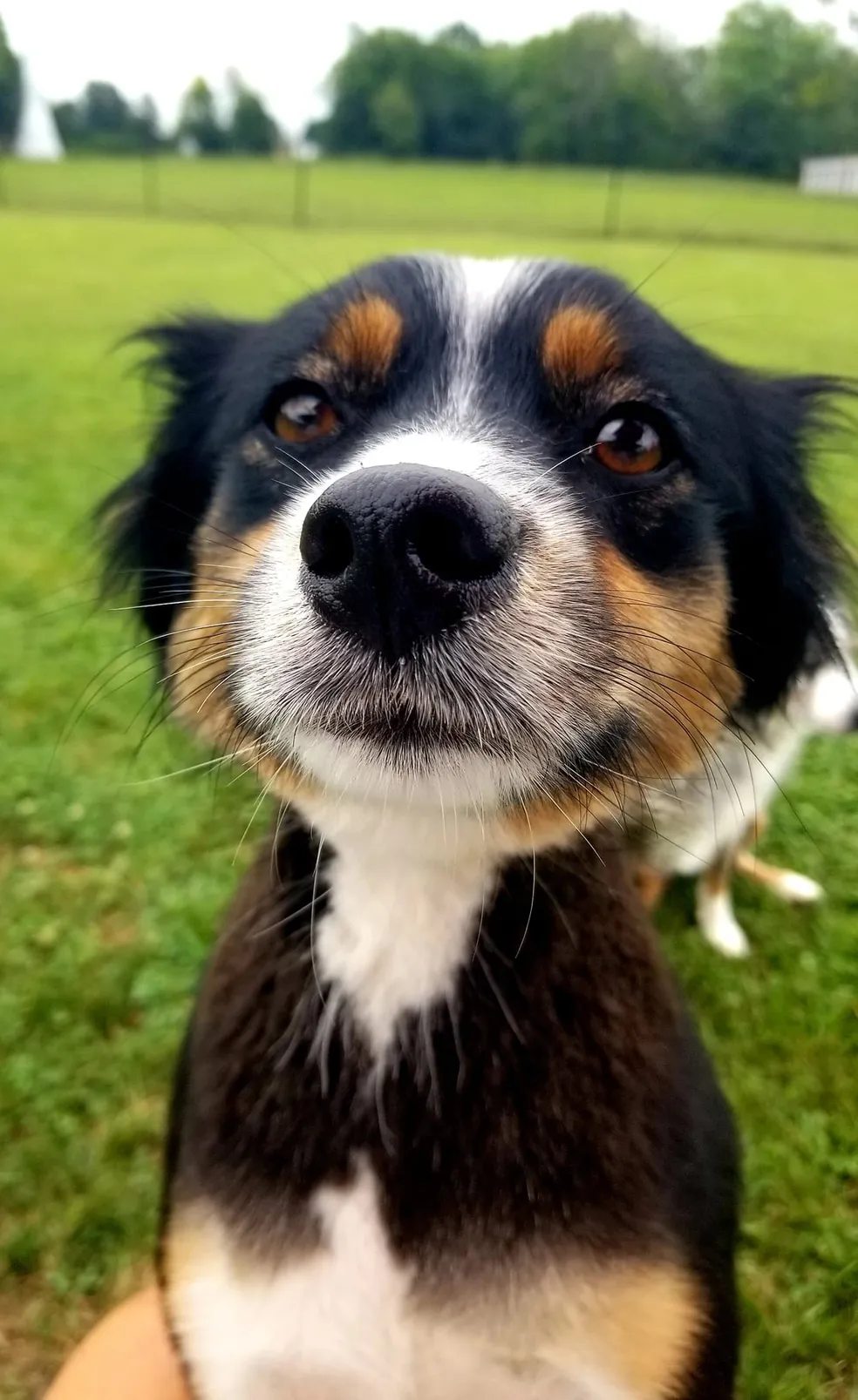 A close up of a dog on a grass field