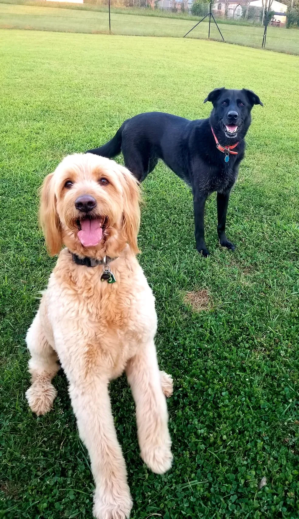 A couple of dogs that are standing in the grass